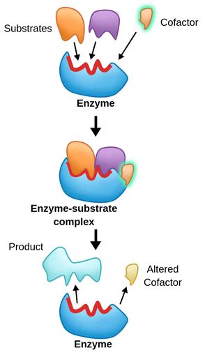 enzymecofactor